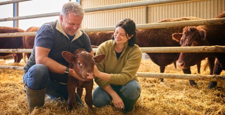 a farmer couple smile at a calf