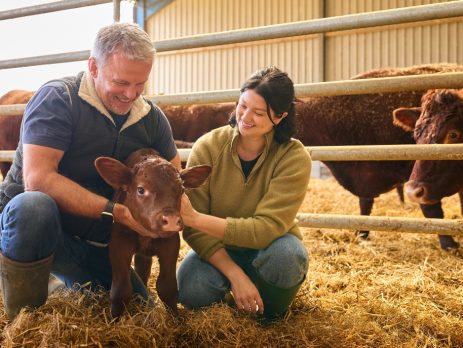 a farmer couple smile at a calf
