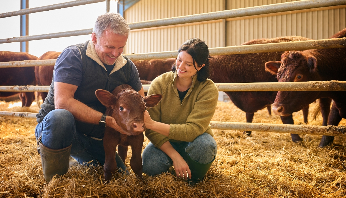a farmer couple smile at a calf