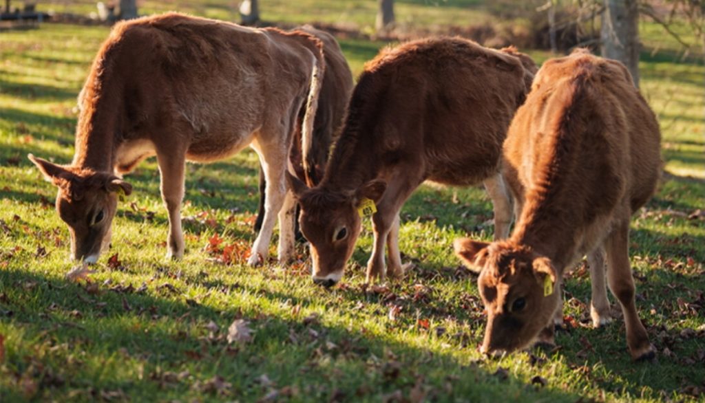 cattle in a field