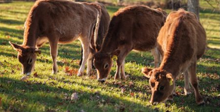 cattle in a field