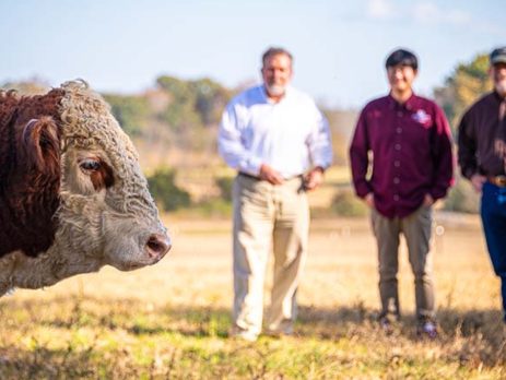 Scientists stand in a pasture with a bull in the foreground
