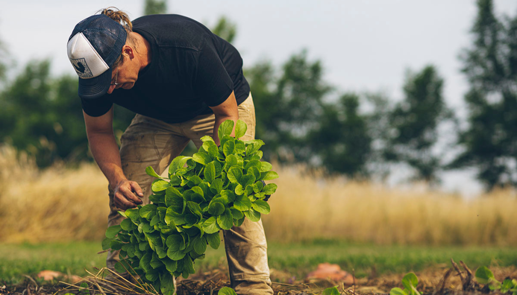 a farmer pulls a plant from the ground