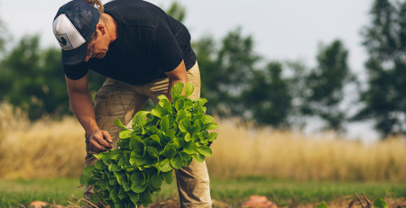 a farmer pulls a plant from the ground