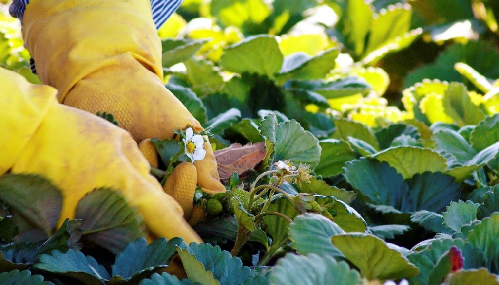 A pair of hands in yellow gloves gently hold a strawberry plant, showing a flower and immature green strawberry, in a strawberry field.
