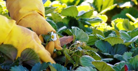 A pair of hands in yellow gloves gently hold a strawberry plant, showing a flower and immature green strawberry, in a strawberry field.