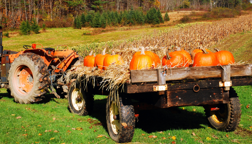 pumpkins in a tractor wagon