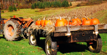 pumpkins in a tractor wagon