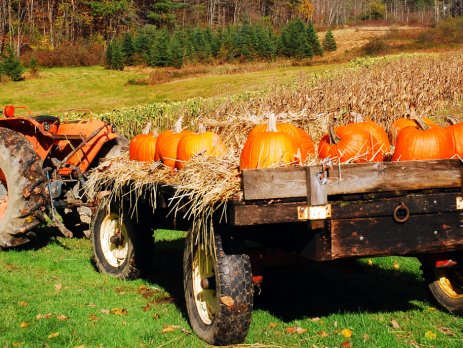 pumpkins in a tractor wagon