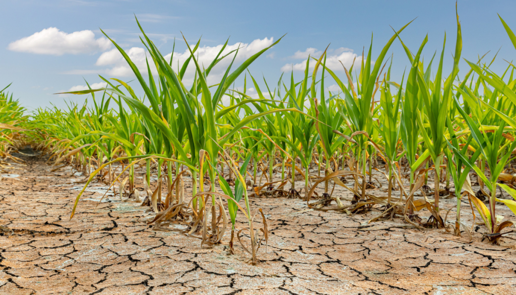 crops growing out of dry, cracked soil