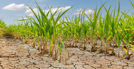 crops growing out of dry, cracked soil
