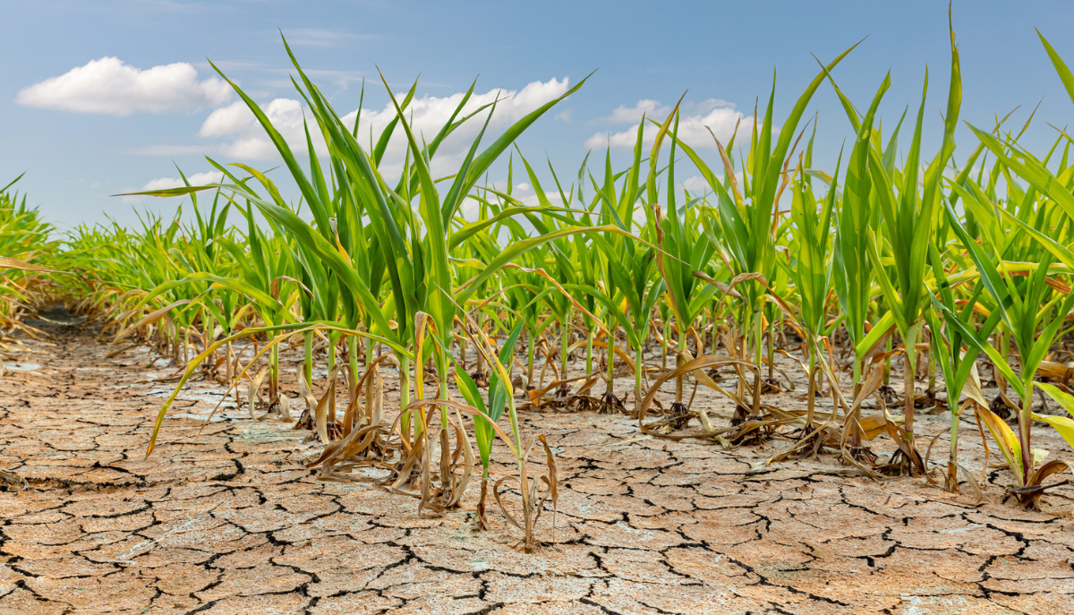 crops growing out of dry, cracked soil