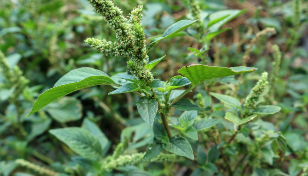 pigweed