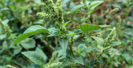 pigweed