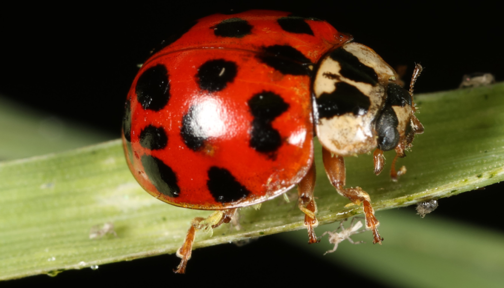 a ladybug