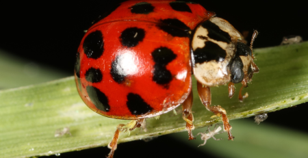a ladybug