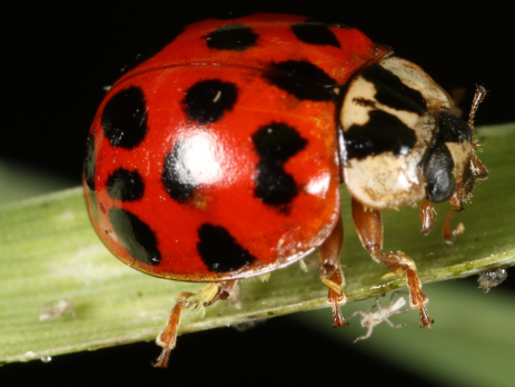 a ladybug