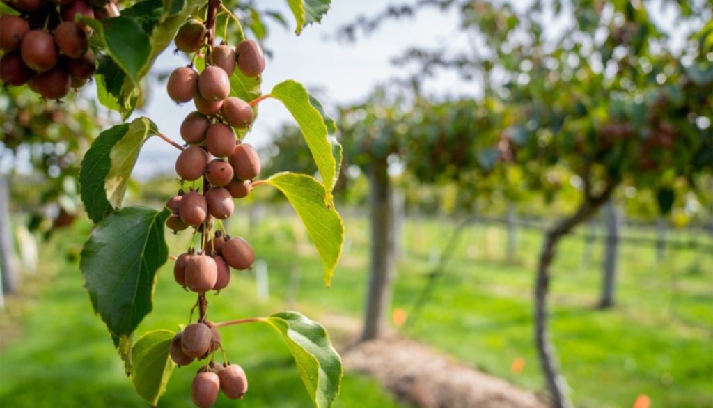fruit growing on a tree