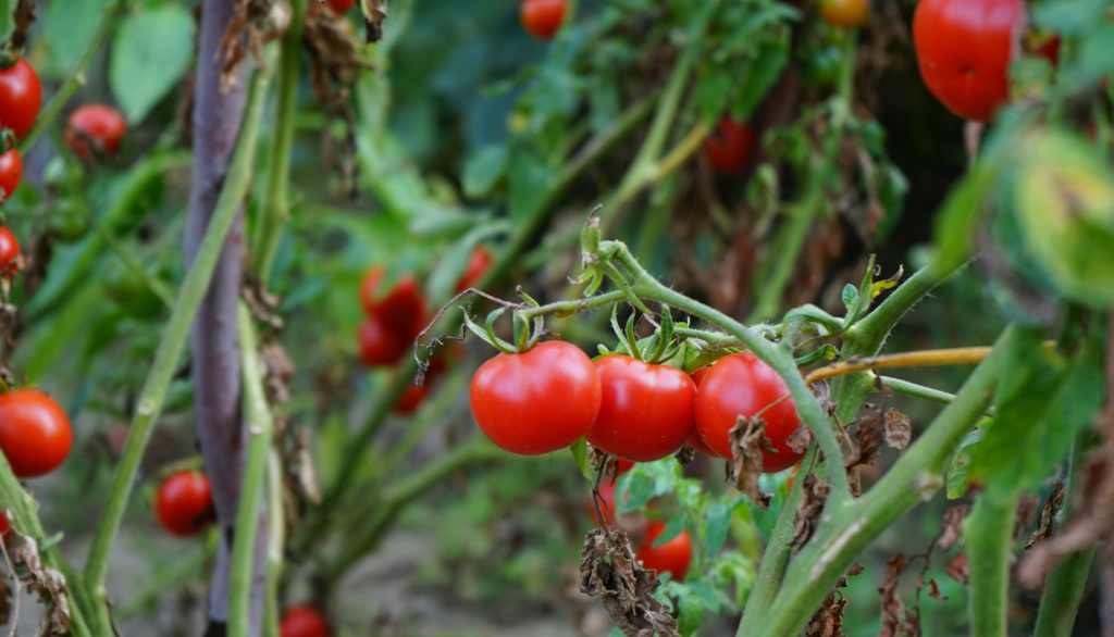 tomatoes on the vine