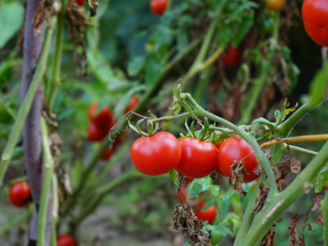 tomatoes on the vine