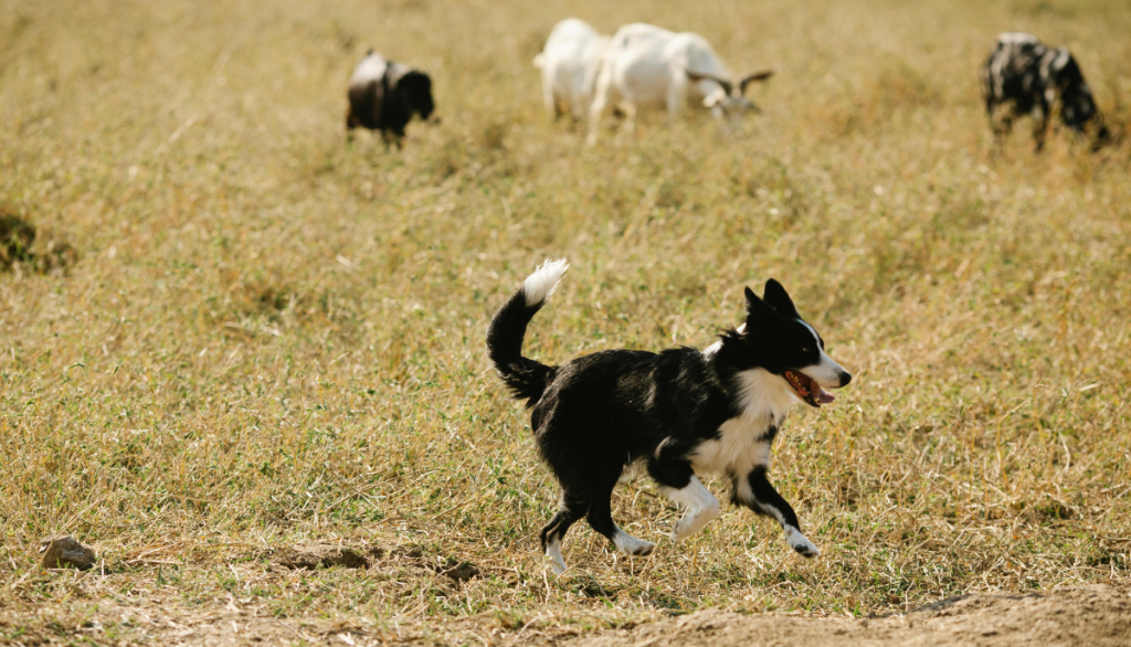 Dogs can be lifesavers for livestock