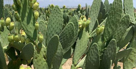 cacti