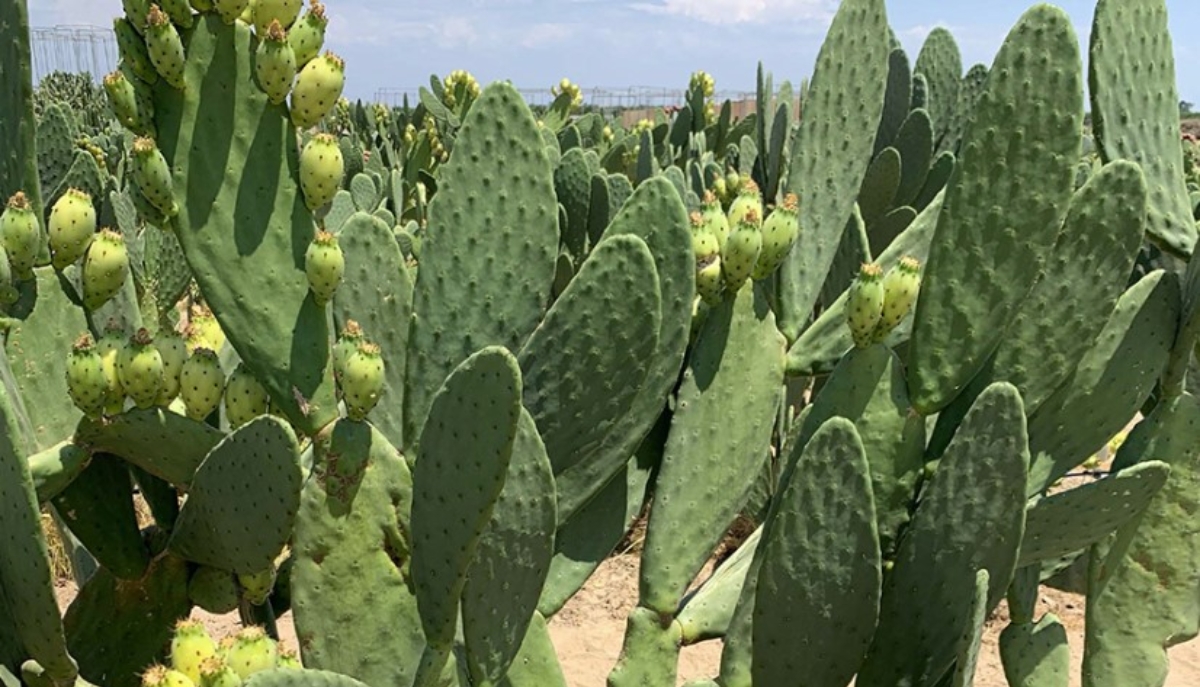cacti