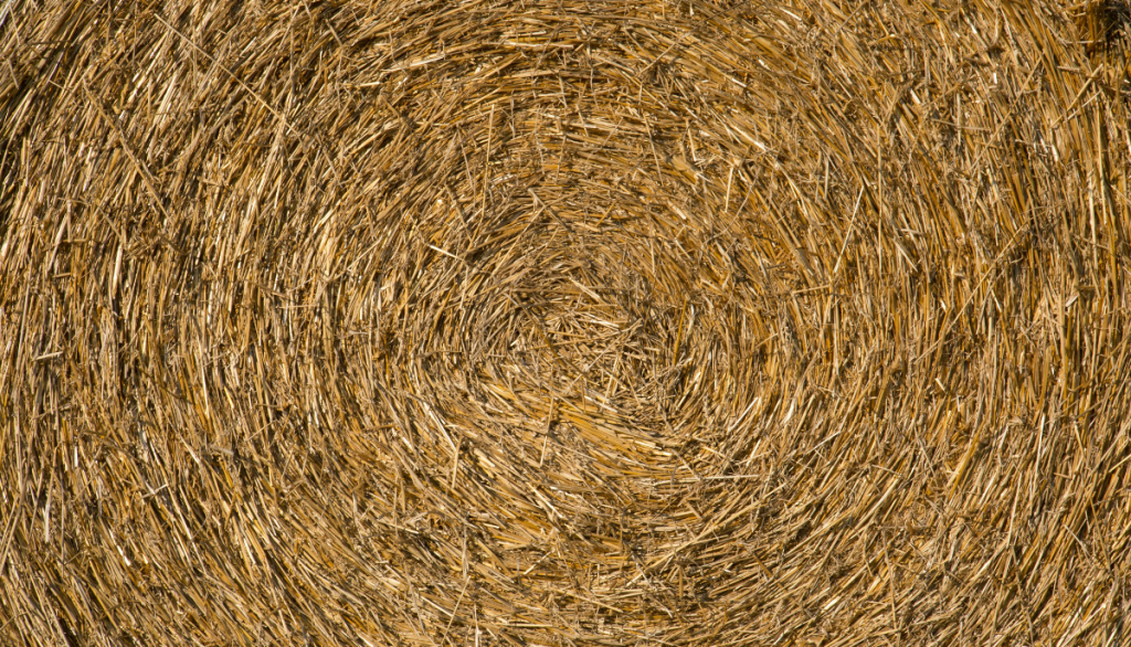 closeup of hay