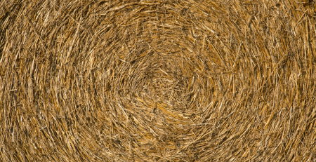 closeup of hay