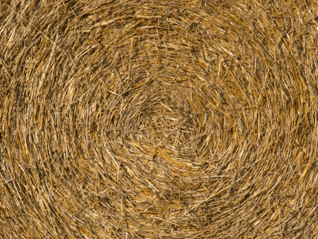 closeup of hay