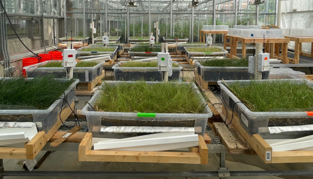 an experimental setup for plant growth