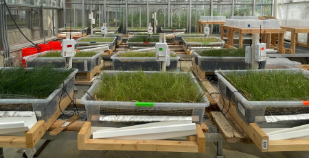 an experimental setup for plant growth