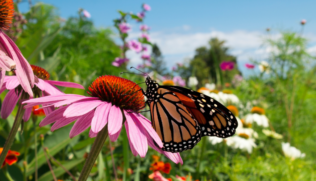 ENVIRONMENTAL STEWARDSHIP