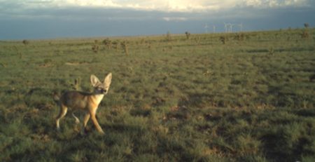 fox on a trailcam with wind turbines in the background