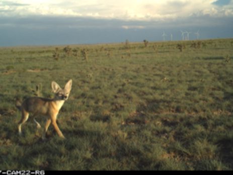 fox on a trailcam with wind turbines in the background