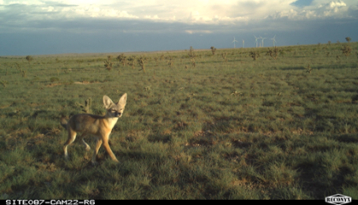 fox on a trailcam with wind turbines in the background