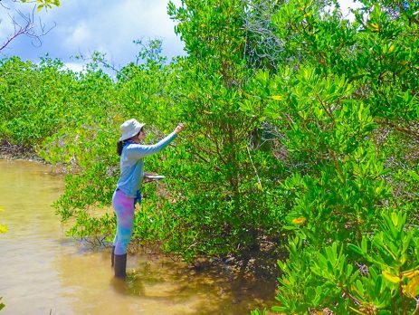a researcher examines a mangrove