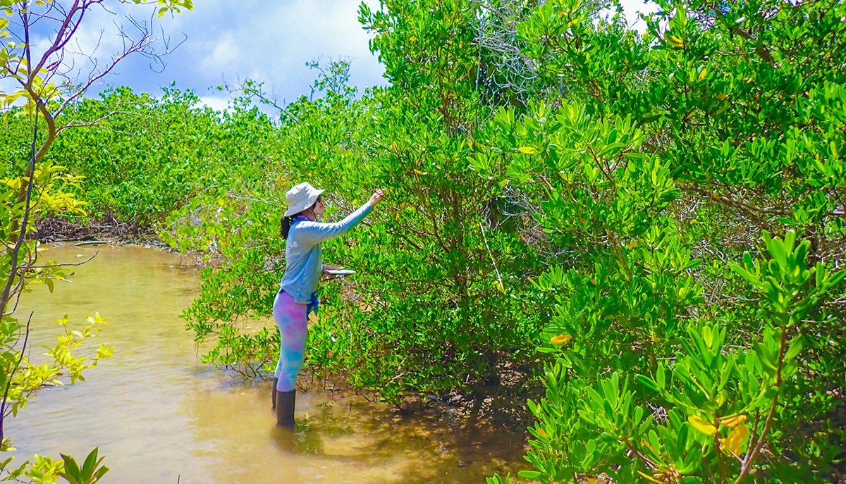 a researcher examines a mangrove