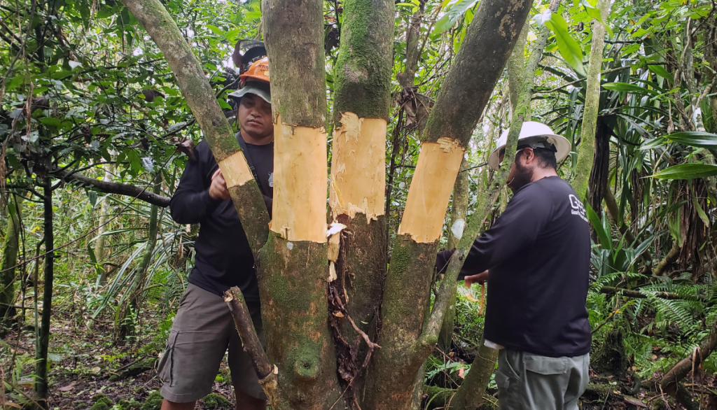 two scientists take samples from a tree