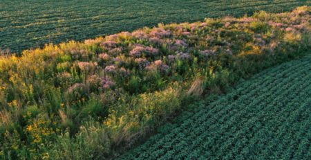 Prairie strip in soybean field