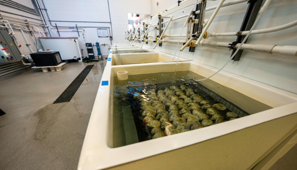 clams in an industrial sink