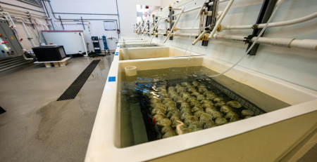 clams in an industrial sink