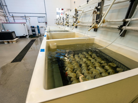 clams in an industrial sink