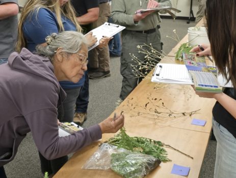 Weed Warriors participants practice their weed identification skills.