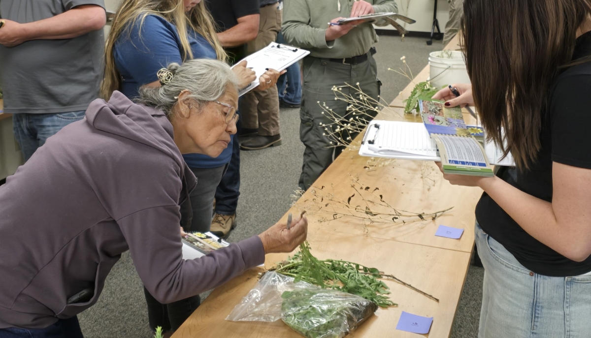 Weed Warriors participants practice their weed identification skills.