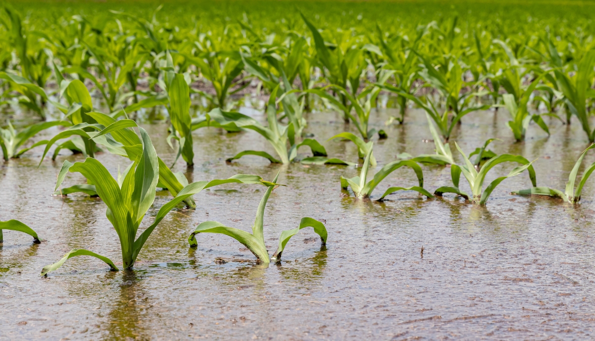flooded cornfields