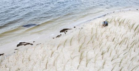 aerial view of an agent planting seagrass