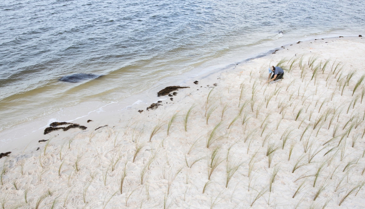 aerial view of an agent planting seagrass