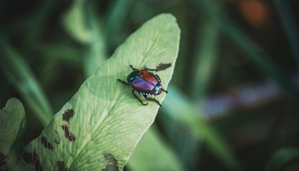 Japanese beetle