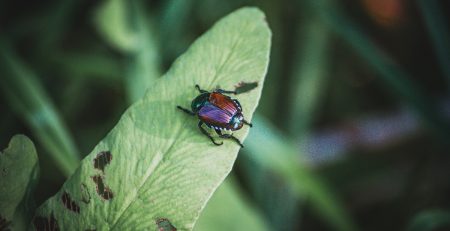 Japanese beetle